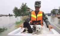 狗狗被洪水冲跑,主人义无反顾救治,值不值?