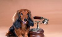 打算成为新晋铲屎官,这三种比较省心萌犬,你应该知道