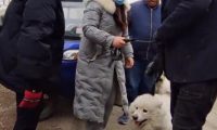 丢失半个月的萨摩耶，再见已沦落狗肉车，女主抱狗痛哭，狗贩：人家亏，我也亏