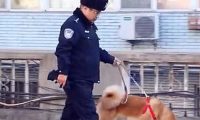 秋田犬走失很多天多亏警察细心照料?主人认领时告知,原为追求异性