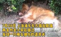 狗狗因年老被弃路边还被车撞,主人:狗老了不想养