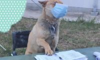 一只狗坐在体温测量点的桌椅上,还一本正经戴着口罩:来登记啦!