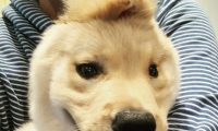 金毛犬出世后被母亲舔掉一只耳朵“独角兽高达”出现意外爆红
