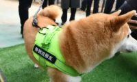 被2次拍卖的柴犬登登有家了