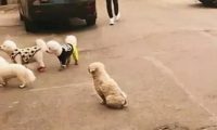 幸福宠物狗被的主人叫走,流浪狗傻看一脸羡慕,路人忍不住:抱走