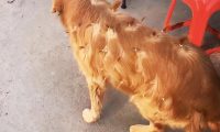 金毛去隔壁邻居玩，全身上下都被小姑娘扎满了辫子，狗：你看看我美吗？