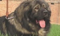 高加索犬注射不配合，2个壮男按着它，打过后狗儿急得冲大夫直叫