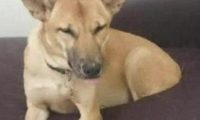 狗狗只剩半侧身体，吓得主人家一身虚汗，细心一看急得拿木棍！
