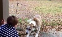 流浪狗溜进院子试图靠近小男孩, 突然冲出一只猫咪, 下一幕傻眼了!