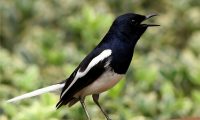 四喜鸟身份信息