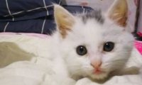 带猫咪下楼，却被一条狗吓得要死，回到家后发现它正在看动物世界