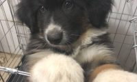 道上捡到只走丢的流浪犬，男孩儿带去宠物店后，老总：这狗卖我啊