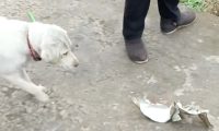 放炮将狗碗给炸烂了，狗狗默默叼着烂碗离开了好伤心：你们真狗！