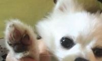 女主人高温遛狗 温度太高烫伤狗掌