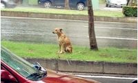 小黄狗站在雨中 | 下一次，请别再遗弃我！