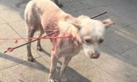流浪狗被别人用铁箭射穿，它失落地在大街上寻求帮助，近百人看热闹