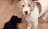 网民捡了只黑板,結果家中的白狗一瞬间石化了,一动不动立在原地不动!