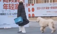 河南狗子和主人闹脾气，赖在门口半天拽不回家，过路男子搞笑解说