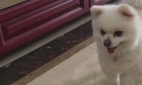 狗狗被骗一头钻进塑料瓶里，被困住的它生气极了