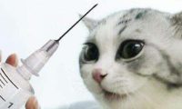 谨慎!猫咪注射“狂犬疫苗”的坏处,你还不知道吧