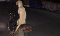 小伙子骑摩托带金毛狗狗兜兜风,金毛狗狗两手环绕着主人后,外露这欠扁的微笑