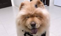 松狮犬太肥被取笑，冼澡后1秒破谣传，下场好尷尬！