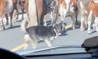 网友开车跟牛群太近了，被牧牛犬警告停下来！狗：算你有眼力见！