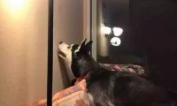 大半夜客厅传来狗狗嚎叫,主人一查墙壁哭笑不得!