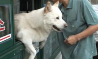 这只狗狗是“商业奇才”，一天都坚守在售票口上与人类“说话”
