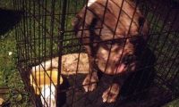 今日英国发生弃养狗事件 怀孕斗牛犬被遗弃公园