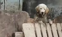 可怜的金毛狗被关在猪圈，当成猪养了大半年，狗狗为何沦落如此呢