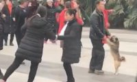 大爷拉着狗跳舞,男子在公共汽车看愣住,男子:狗还了解垫脚打转