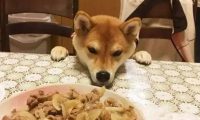 主人带狗狗出门聚会，以便桌子的饭食，即使脸形变了狗狗也罢拼