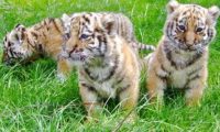 泉州：公狮母虎产下小狮虎兽 虎妈无心奶娃 暂由狗妈妈喂奶