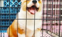 小狗都怕被关进笼子里吗？并不是，柯基在笼子里就很开心
