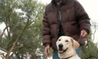 狗狗触屏手枪枪栓造成俄克拉荷马州一位女士大腿根部中弹碰伤