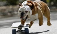 遛狗未拴绳宠物犬被车撞死，犬主人能主张精神损害抚慰金吗？