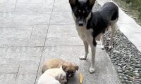 为了小狗不再流浪,狗妈妈把孩子叼到路中央,哀求人类带走它们