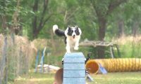 偶然的一次他接触到敏捷犬运动就一发不可收拾，竟然…