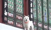 不得了了,那只出家的狗狗,居然敢下山吃肉又泡妞!