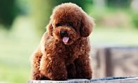 网购残疾犬 七旬老太起诉卖家退款