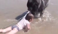 小女孩落水掉下蓄水池，狗狗义无反顾将她救起，全部操作过程太感动了！