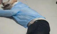 男子给狗子穿了一身衣服,人模狗样有了具象化
