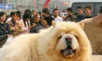把松狮送到老爸那,一个月后看到狗狗的样子,恨不得笑出腹肌