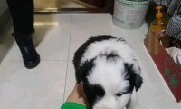 大门口流浪小奶狗一不小心跌进泥坑,女生领回家了后,老妈非说要送人