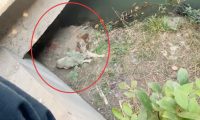 桥洞下发现流浪狗，胆小的差点跳河，男生坚持喂3天终被信任