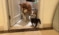 两只狗被猫害得躲到洗手间，阿拉斯加目光避开，柯基则向主人家求助！