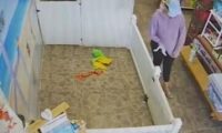 美国一女子进宠物店偷狗监控拍下作案全过程