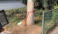 带着全部家当，被人遗弃在小区门口的漂亮小狗