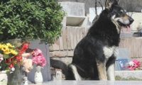 忠犬依靠自己寻找主人墓葬,独自一人守墓十一年,过世后差点儿和主人合墓